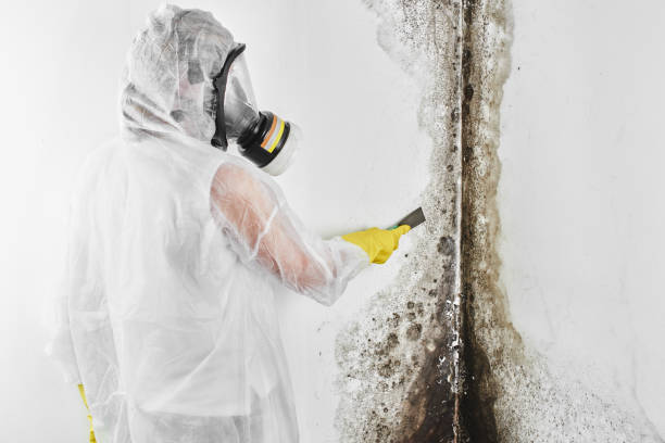 Best Industrial Mold Remediation in Oneida, TN