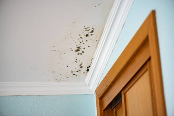 Best Black Mold Remediation in Oneida, TN