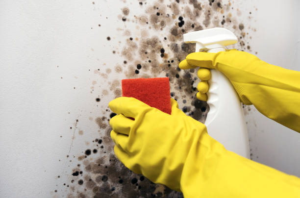 Best Basement Mold Remediation in Oneida, TN