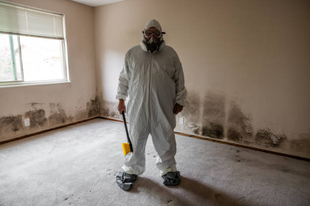 Professional Mold Remediation in Oneida, TN